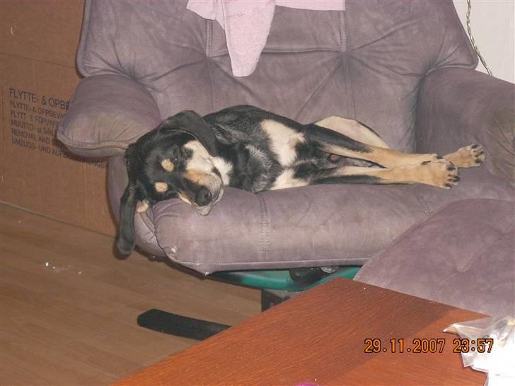 Blanding af racer Basse (solgt)  billede 5