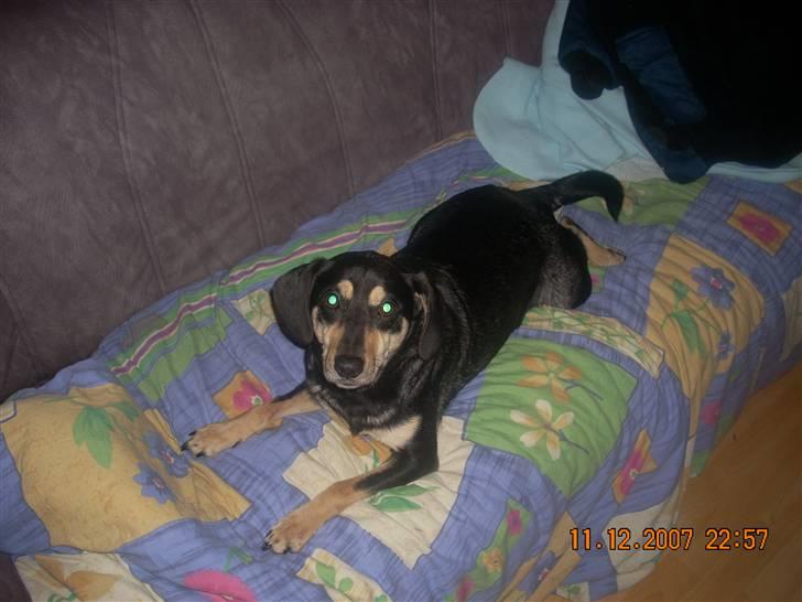 Blanding af racer Basse (solgt)  billede 6