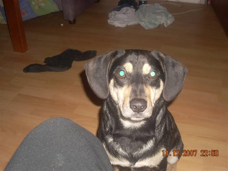 Blanding af racer Basse (solgt)  billede 7