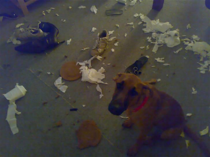 Blanding af racer ** Aamina ** RIP 12/08-08 - "Se mor, er jeg ikke dygtig?" billede 7