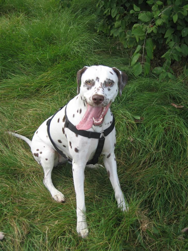 Dalmatiner Jilloc's Romantic Miracle RIP - billede fra tidl. ejer billede 17