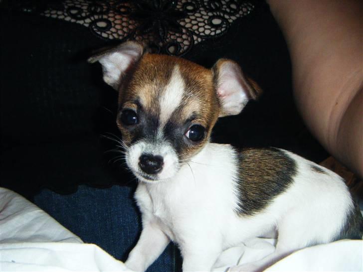 Chihuahua Nica billede 19