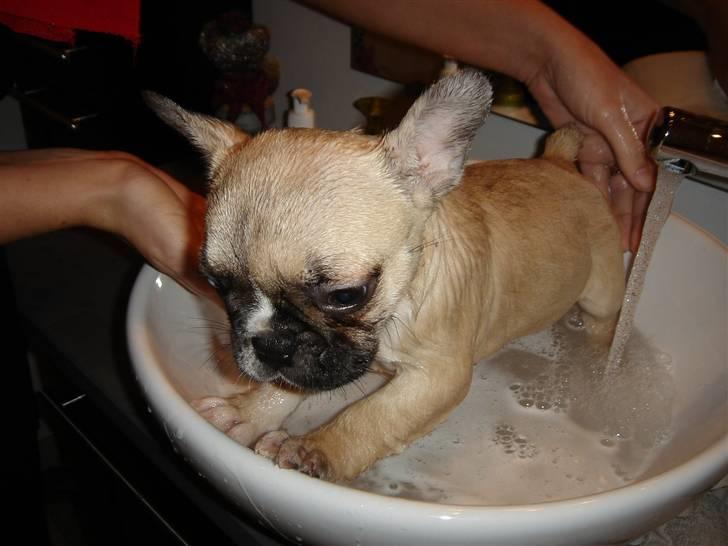 Fransk bulldog Chili - Mit allerførste bad - Er ikk´ helt tryg ved situationen - hvad er det lige de gør ved mig.. - Er så lille at jeg passer ned i håndvasken.. billede 6