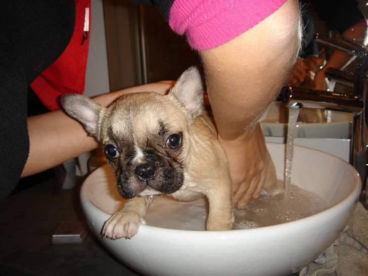 Fransk bulldog Chili - Hey - begynder lidt af få smag for det her - det er jo faktisk rigtig sjovt og dejligt :-) billede 7