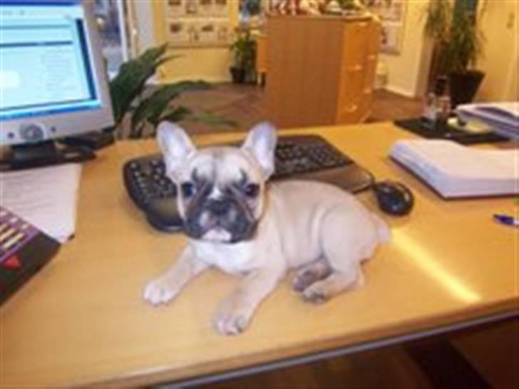 Fransk bulldog Chili - Er med mor på arbejde - elsker at sove på skrivebordet.. billede 8
