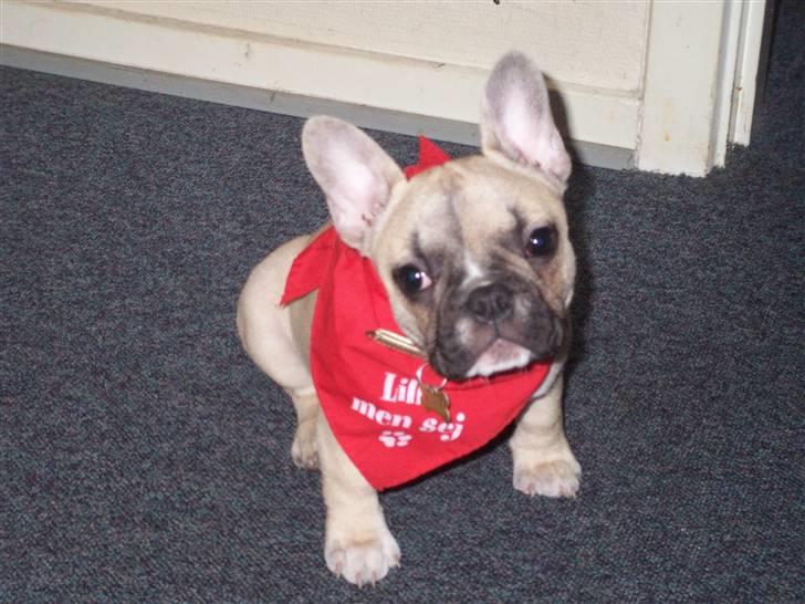 Fransk bulldog Chili billede 9