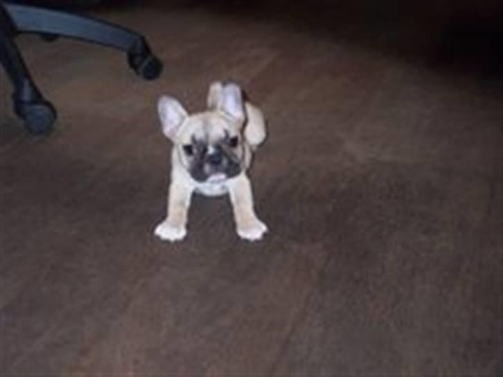 Fransk bulldog Chili - Man skal lige strækkes helt ud når man lige er vågnet fra en lur.. billede 11