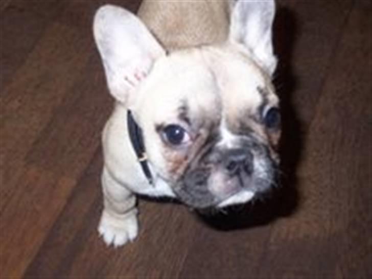 Fransk bulldog Chili - Meget nysgerrig.. billede 12