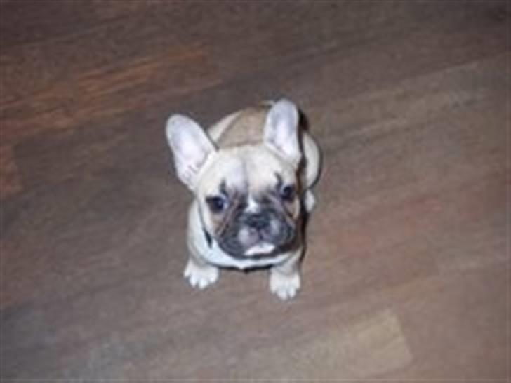 Fransk bulldog Chili - Ser så lillebitte ud når jeg sidder her på gulvet helt alene.. billede 13