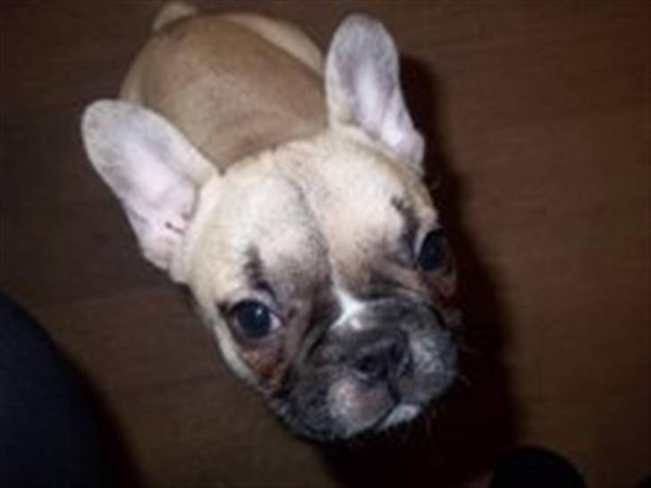Fransk bulldog Chili - Hvad laver du mor?? billede 14