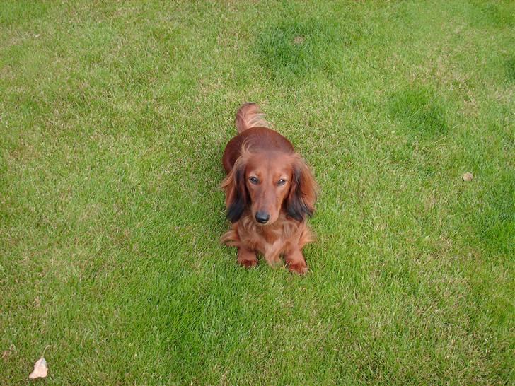 Dværggravhund Mille - Mille sidder pænt billede 11