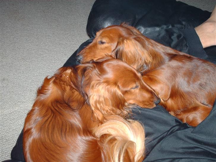 Dværggravhund Mille - Mille og hendes bedste ven Julius i sofaen med far billede 12