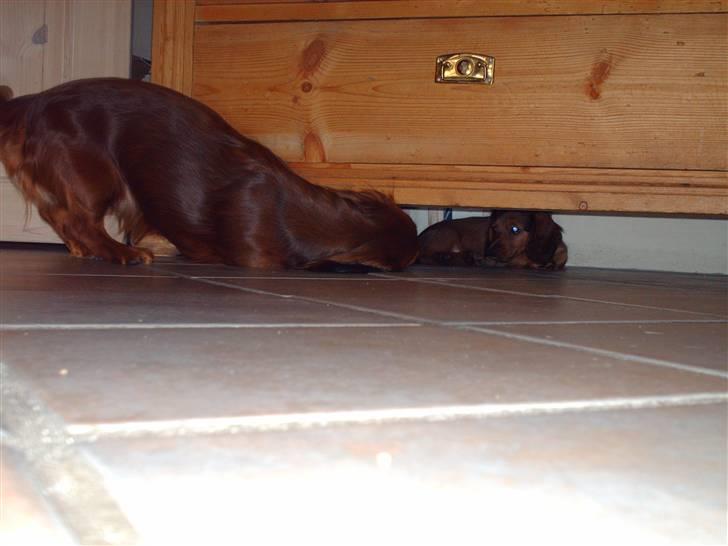 Dværggravhund Mille - Kom nu ud og leg Kiwi billede 13