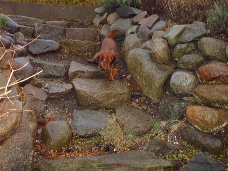 Dværggravhund Mille - Mille i fuld fart i haven billede 14