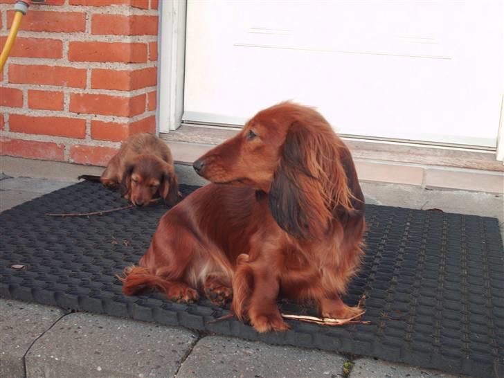 Dværggravhund Mille - Mille holder øje med alt i haven når Kiwi er med ude billede 15