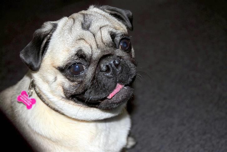 Mops Trunte (Casmier´s Bodil ) billede 10