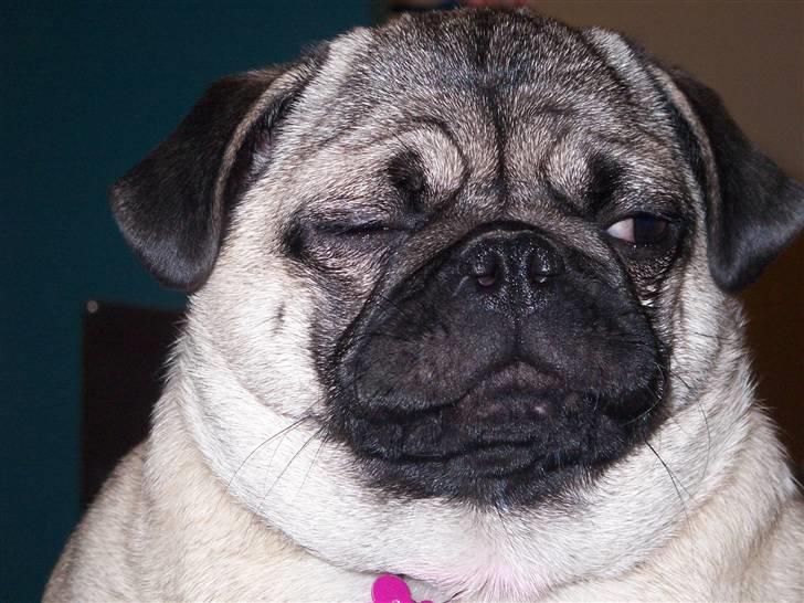 Mops Trunte (Casmier´s Bodil ) billede 11