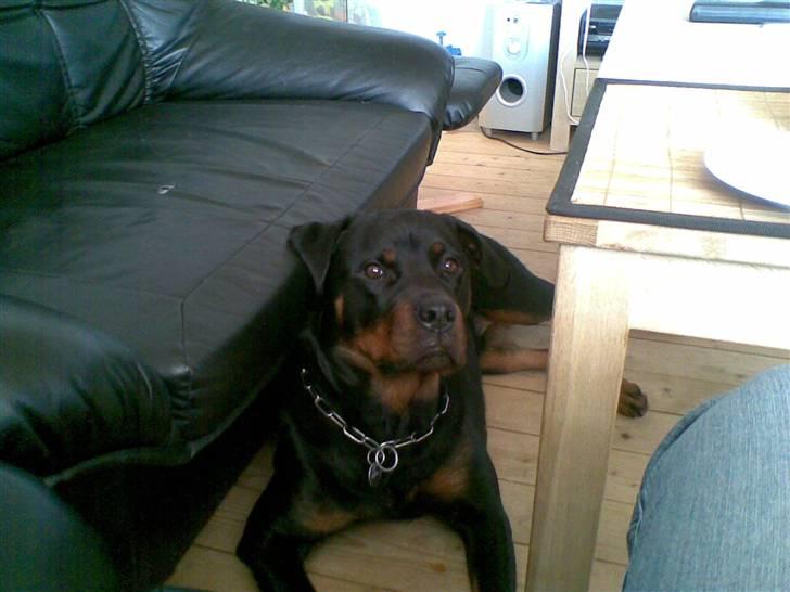 Rottweiler Bailey * R.I.P * billede 16