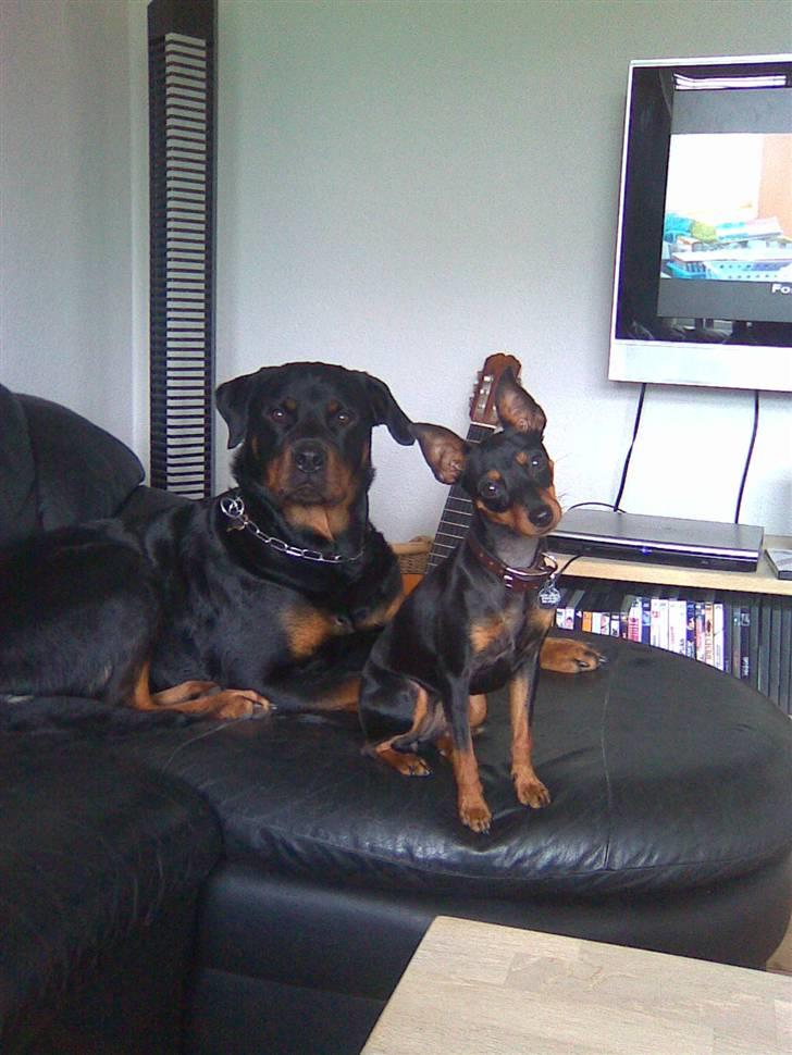 Rottweiler Bailey * R.I.P * billede 17