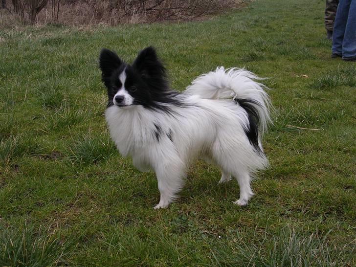 Papillon Balou. billede 9