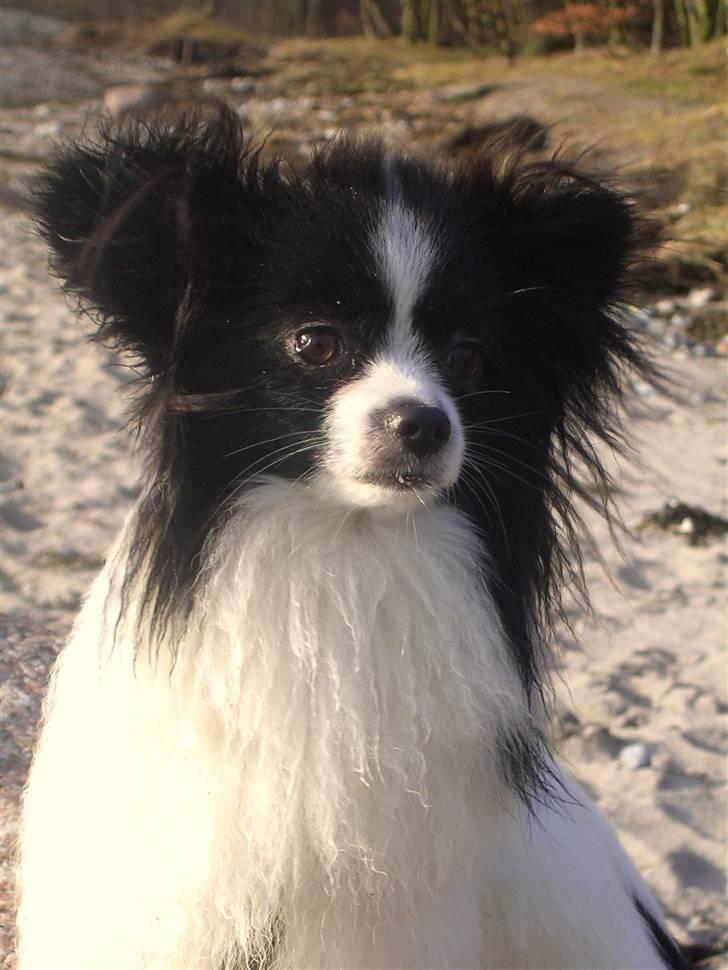 Papillon Balou. billede 10