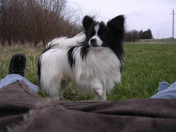 Papillon Balou. billede 11