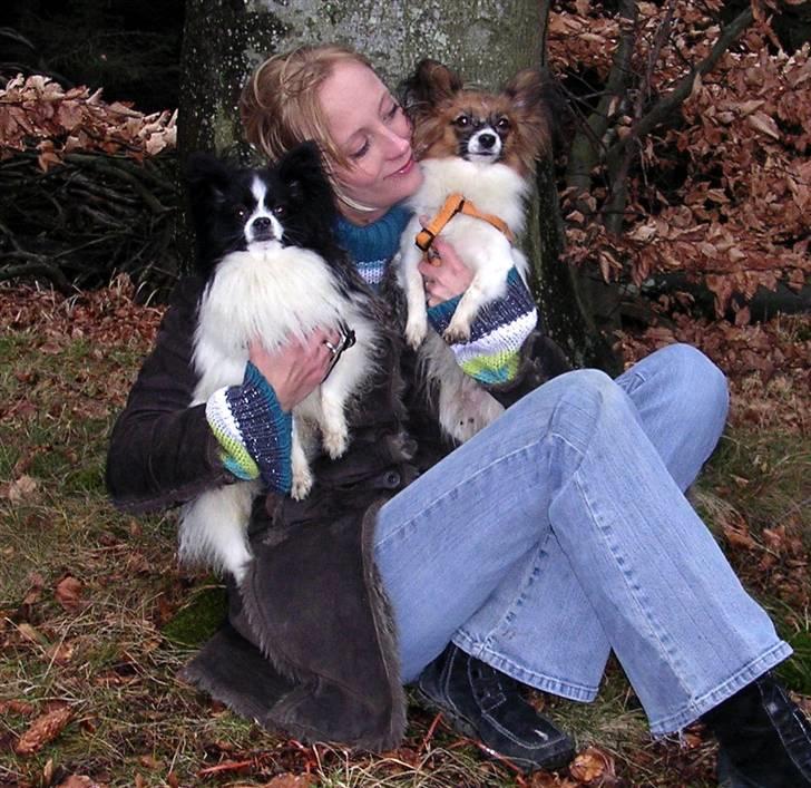 Papillon Balou. billede 13