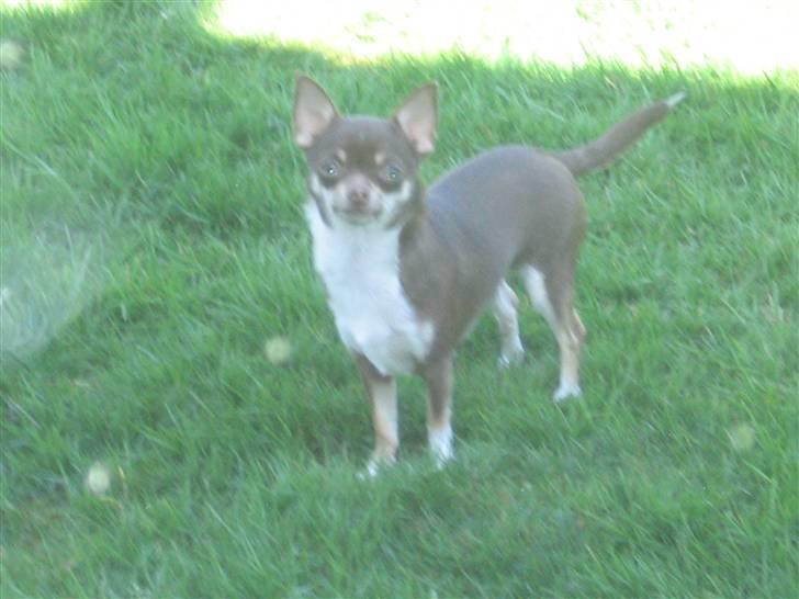 Chihuahua Hovsa's Kiwi - Hej mor,,hvad skal vi nu? billede 14