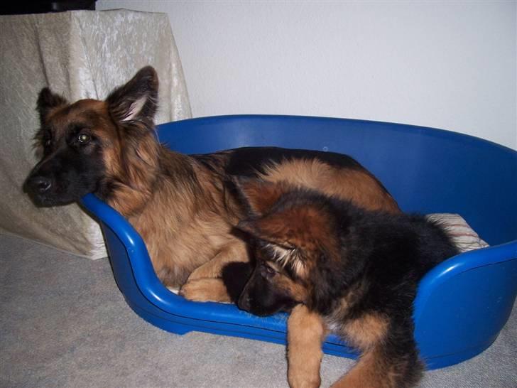 Schæferhund Anton - min hund den store, min papfars hund den lille (: billede 1