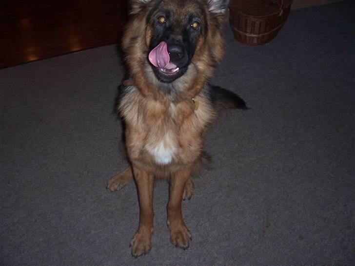 Schæferhund Anton billede 2