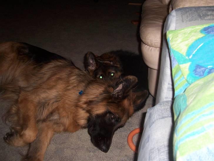 Schæferhund Anton billede 3