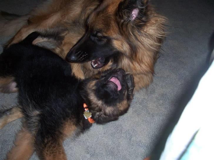 Schæferhund Anton billede 4