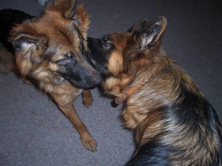 Schæferhund Anton billede 5