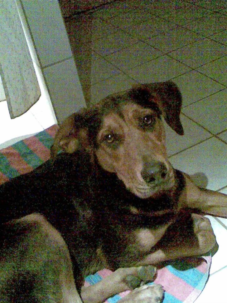 Blanding af racer Kemba - her ligger jeg altså bare godt billede 8