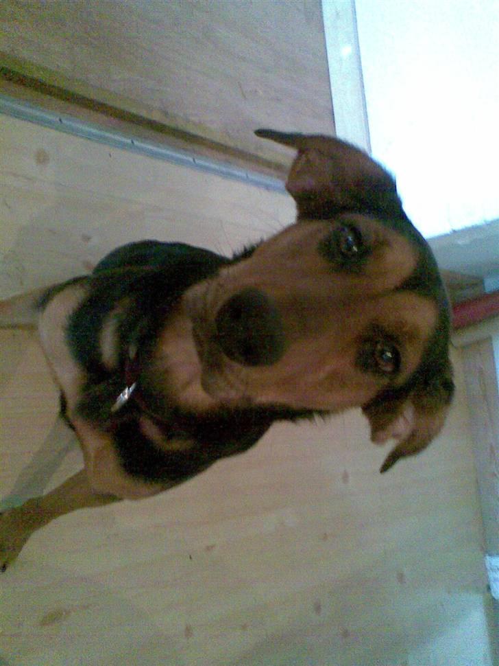 Blanding af racer Kemba - Du kaldte?? billede 9