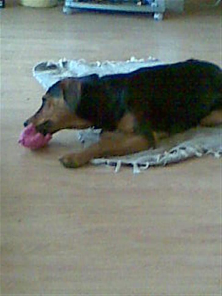 Blanding af racer Kemba - ligger og leger med "grøffe" mit nye pivdyr billede 10