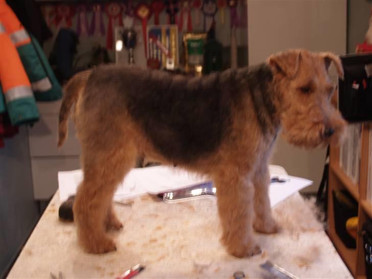 Welsh terrier Reigab's Julie Svane - Julie 12-12-2007 billede 16