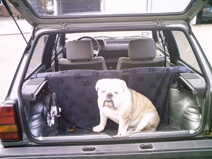 Engelsk bulldog billy - elsker at køre bil... og bare at være i den... billede 9