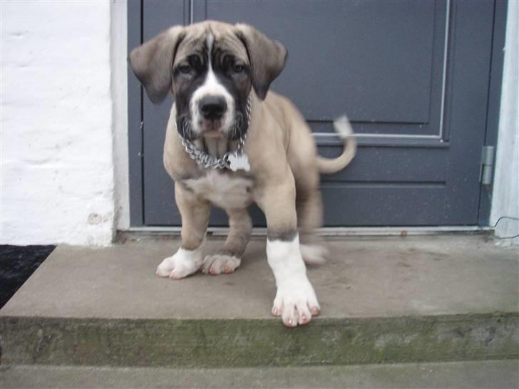 Boerboel Baloo "Abelle`s Atilla" billede 4