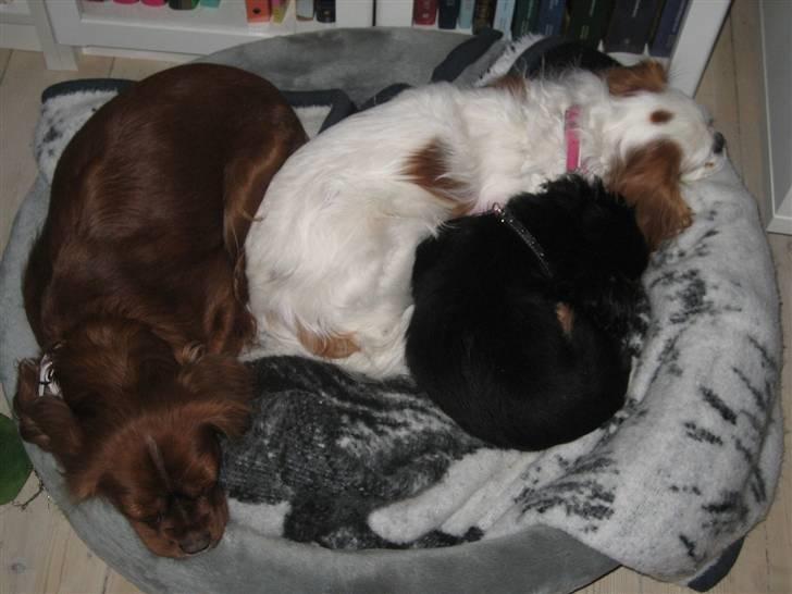 Cavalier king charles spaniel Agerbøl's Lucia - Alle tre tøser har lagt sig til at sove i deres kurv. billede 9
