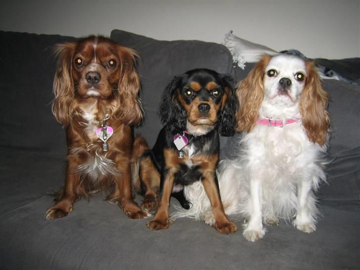 Cavalier king charles spaniel Agerbøl's Lucia - Vores nyeste søskendefoto. Marts 08 billede 10