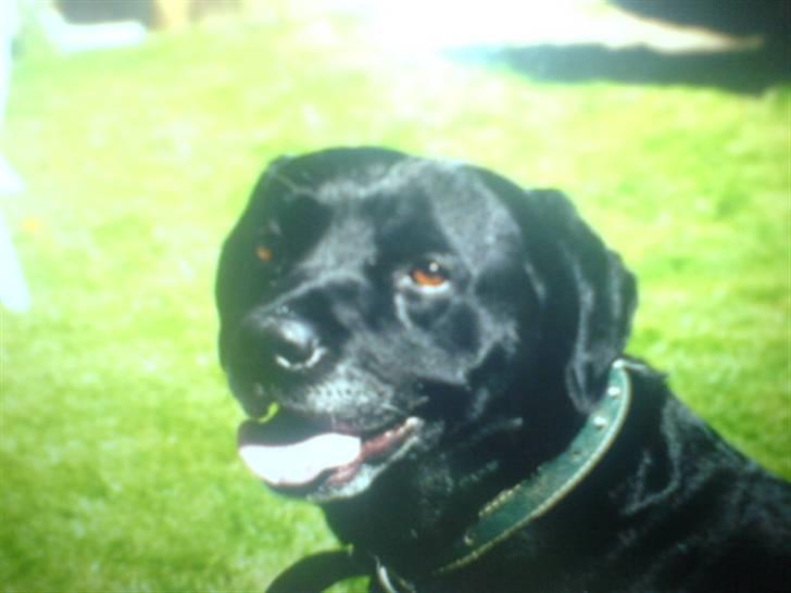 Labrador retriever Kasper (DØD) billede 1