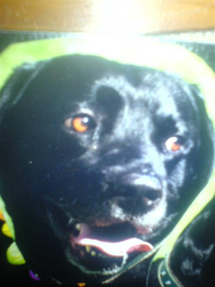 Labrador retriever Kasper (DØD) billede 2