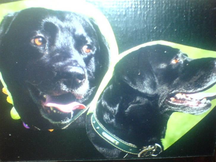 Labrador retriever Kasper (DØD) billede 3