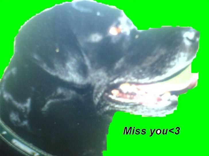 Labrador retriever Kasper (DØD) billede 4