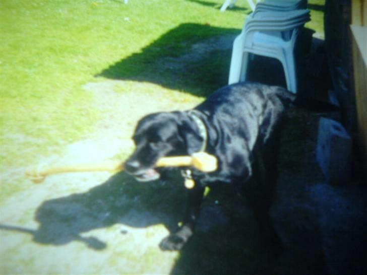 Labrador retriever Kasper (DØD) billede 5