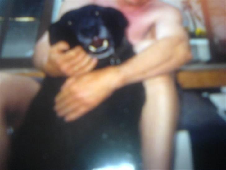 Labrador retriever Kasper (DØD) billede 6