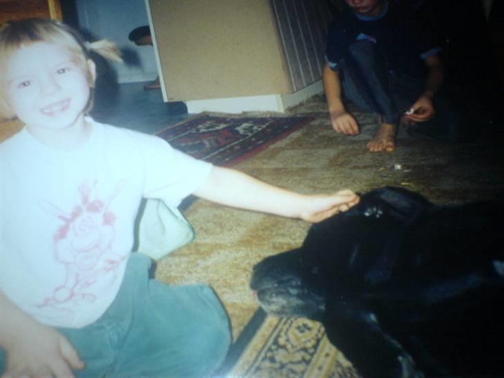 Labrador retriever Kasper (DØD) billede 7