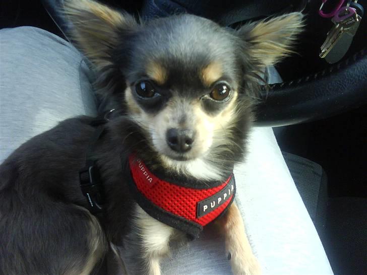 Chihuahua Malli billede 12