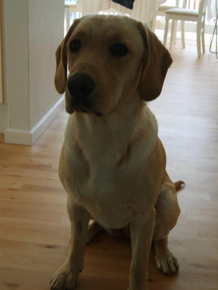 Labrador retriever Berta billede 14